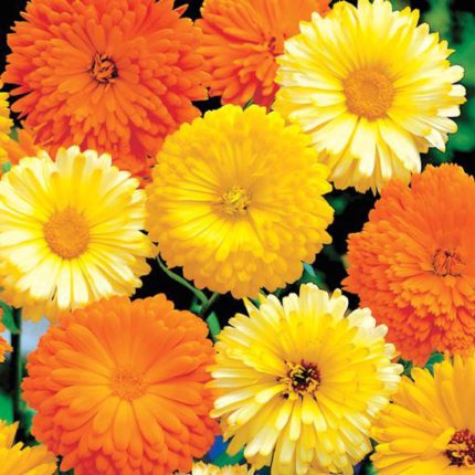 بذر گل همیشه بهار پاکوتاه پرپر مخلوط زرد و نارنجی