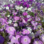 گل اطلسی ایرانی بسیار پر گل معطر الوان