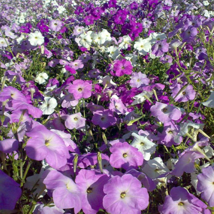 گل اطلسی ایرانی بسیار پر گل معطر الوان