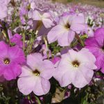 گل اطلسی ایرانی بسیار پر گل معطر الوان