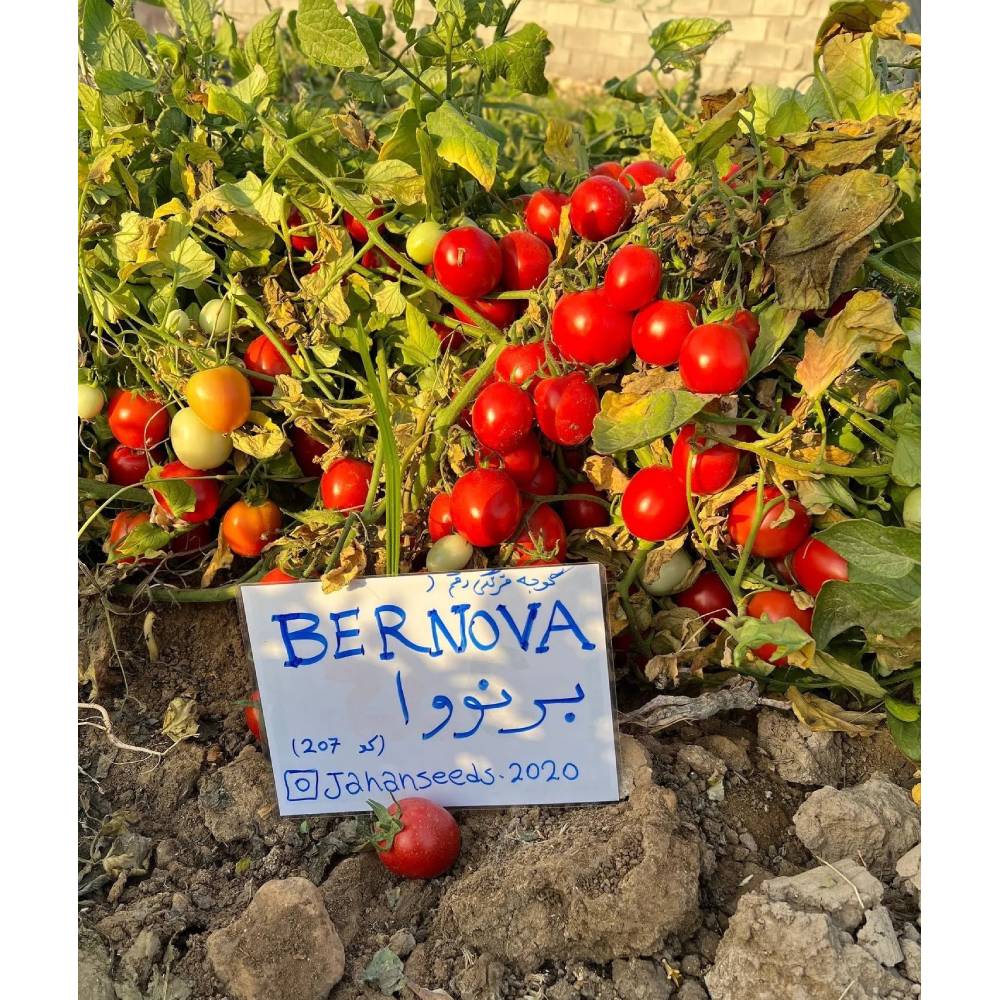 گوجه فرنگی برنووا ایتالیا