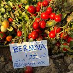 گوجه فرنگی برنووا ایتالیا