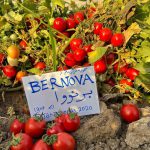 گوجه فرنگی برنووا ایتالیا