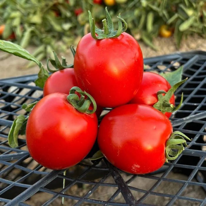 گوجه فرنگی برنووا ایتالیا