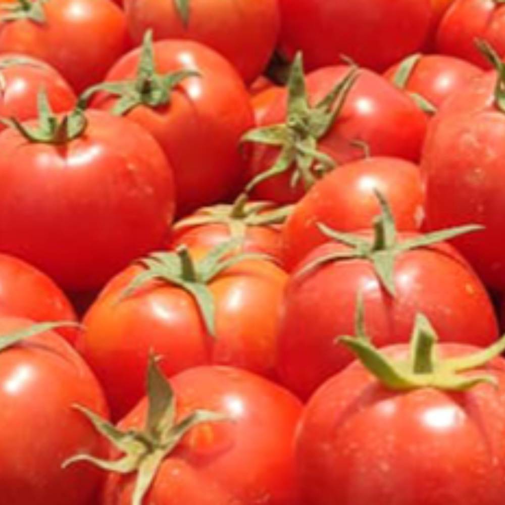 گوجه فرنگی- هیبرید- تیوا F1