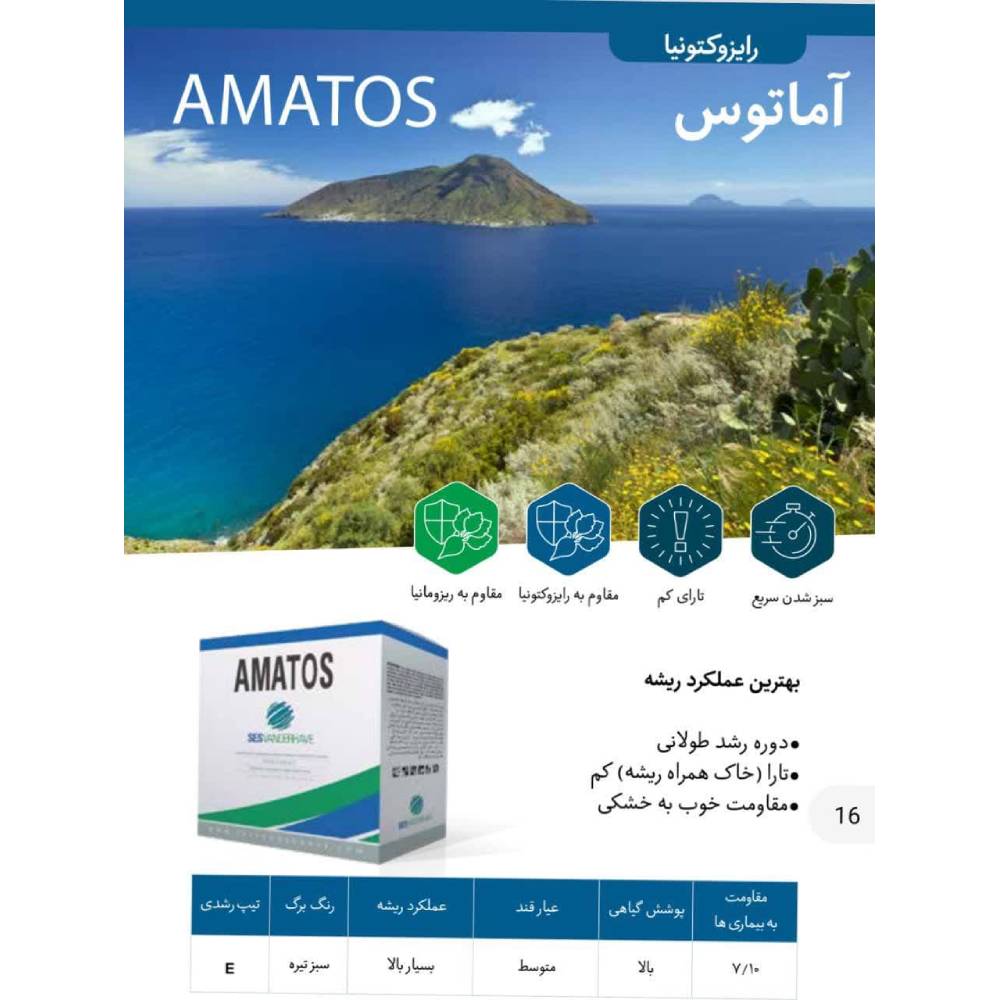 بذر چغندر قند آماتوس بلژیک