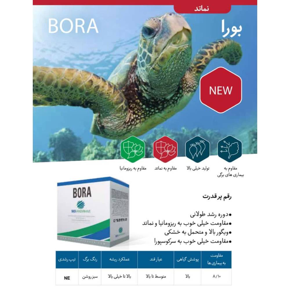 بذر چغندر قند بورا بلژیک