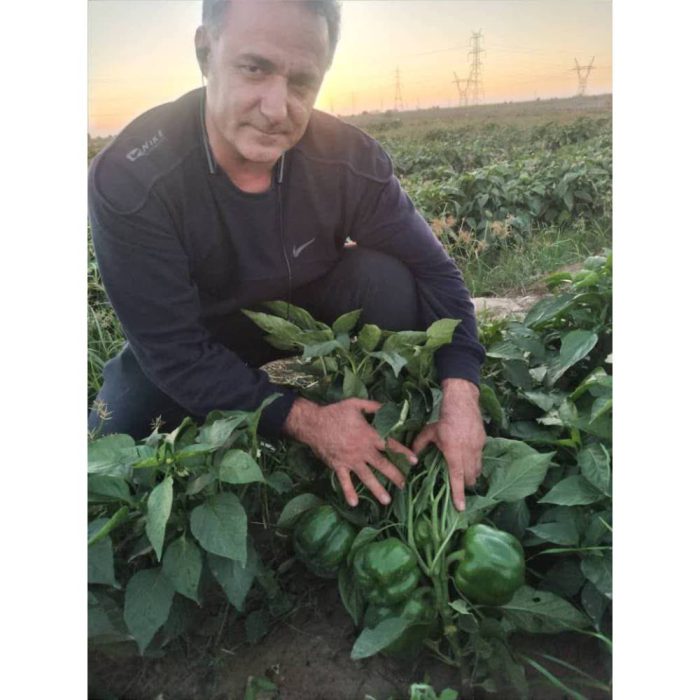 فلفل دلمه ادریان هیبرید