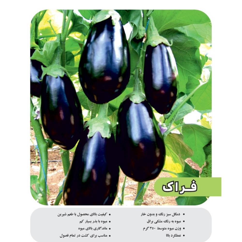 بذر هیبرید بادمجان فراک اسپانیایی