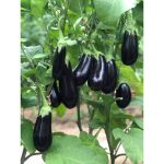 هیبرید بادمجان فراک اسپانیایی