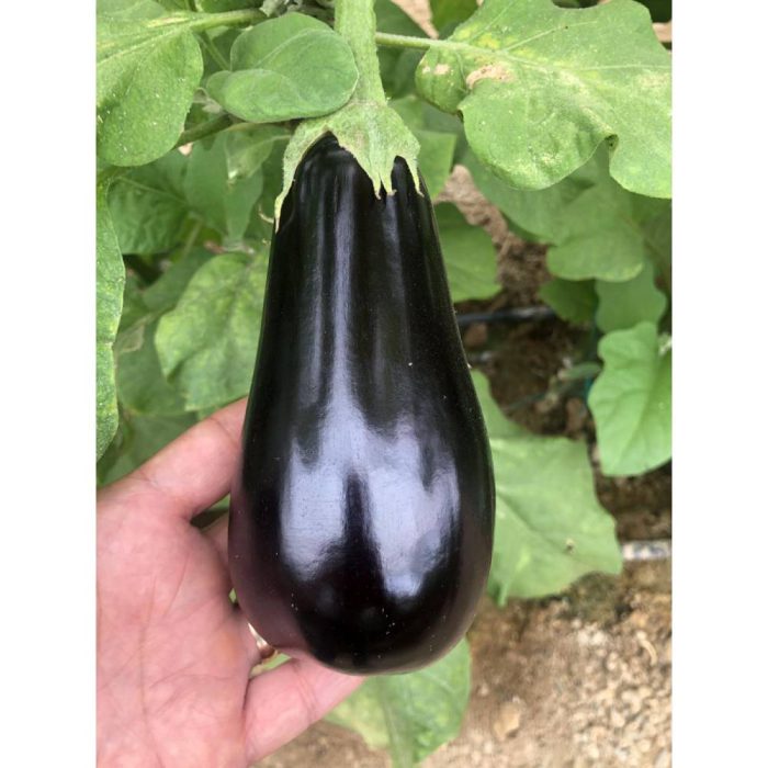 هیبرید بادمجان فراک اسپانیایی