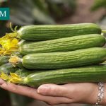 خیار هیبرید هلیوم گلخانه ای