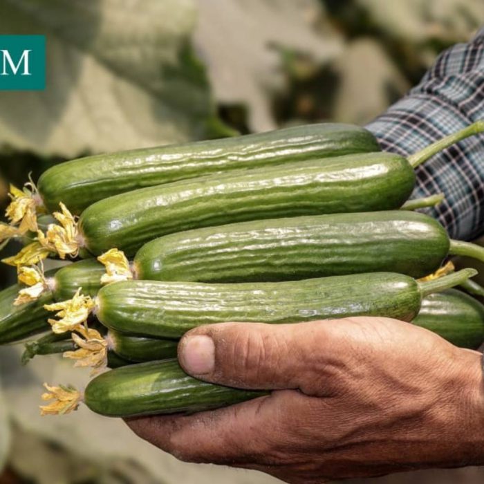 خیار هیبرید هلیوم گلخانه ای