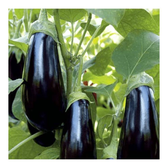 بادمجان لامپی هیبرید اسکورپیو