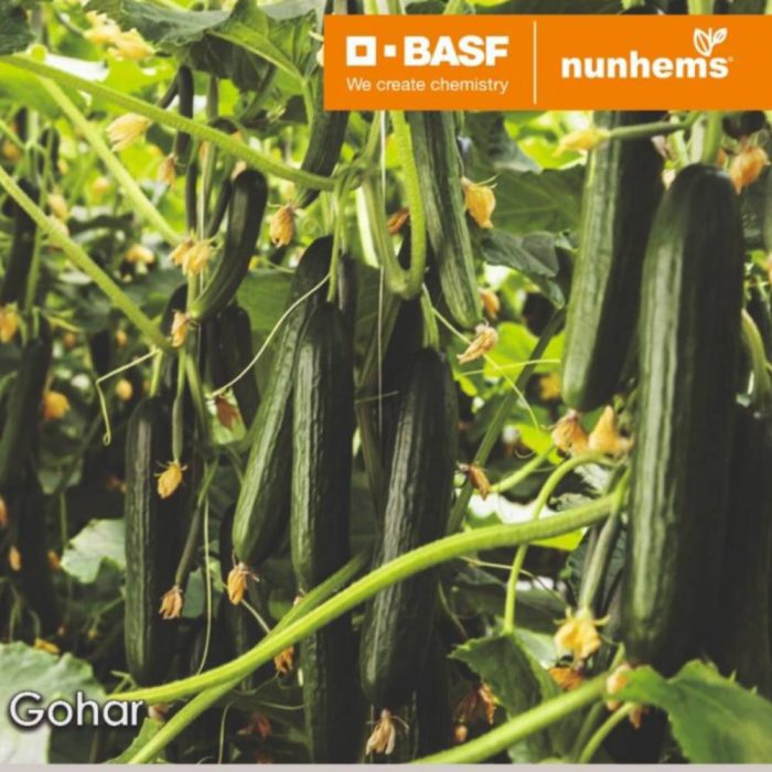 خیار گلخانه ای پرگل گوهر