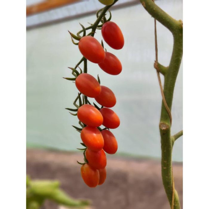 گوجه زیتونی والار آتلانتیکا
