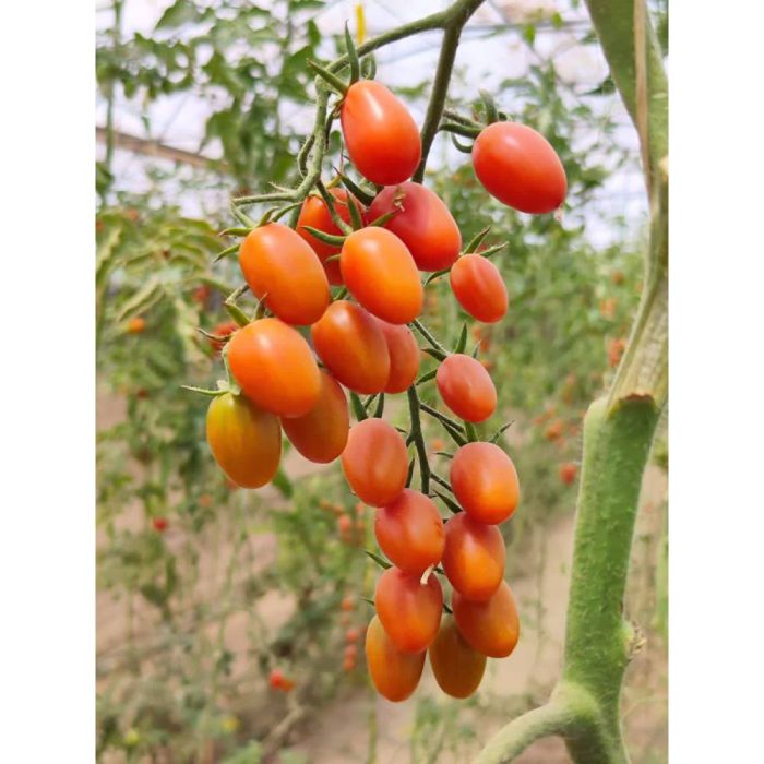 بذر گوجه زیتونی والار آتلانتیکا