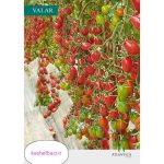 گوجه زیتونی والار آتلانتیکا