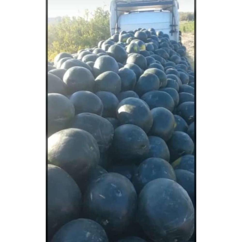 هندوانه شوگر بیبی ایتالیا هلیا