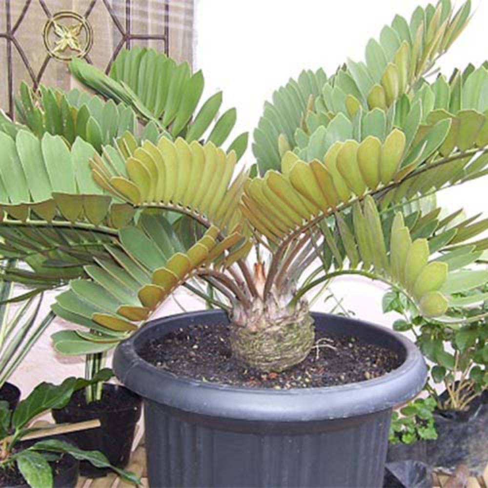 بذر سیکاس زامیا Cardboard cycad