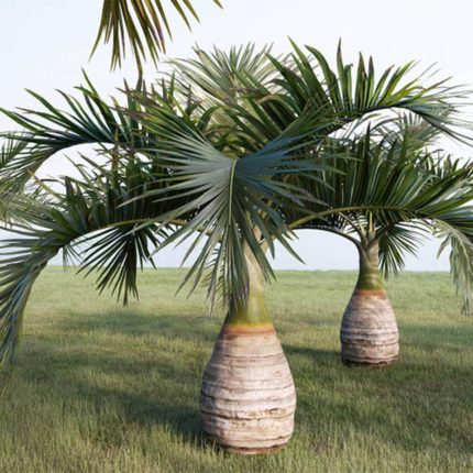 بذر- نخل- بطری - Bottle Palm