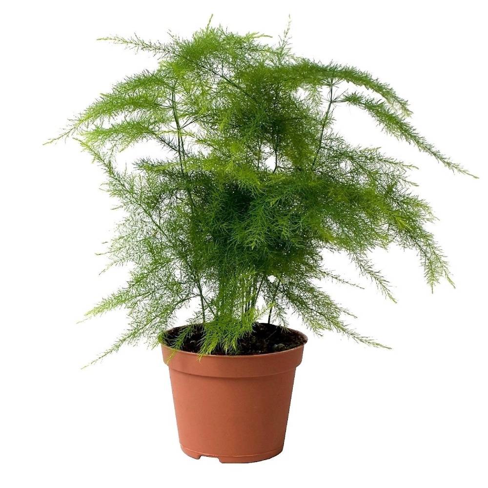 بذر گل اسپاراگوس مارچوبه سرخسی