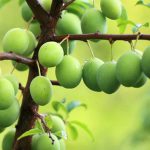 درخت آلوچه بویین زهرا