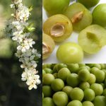 درخت آلوچه بویین زهرا