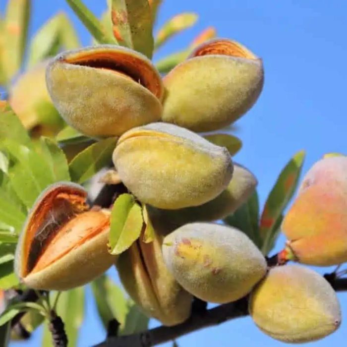 درخت بادام تلخ