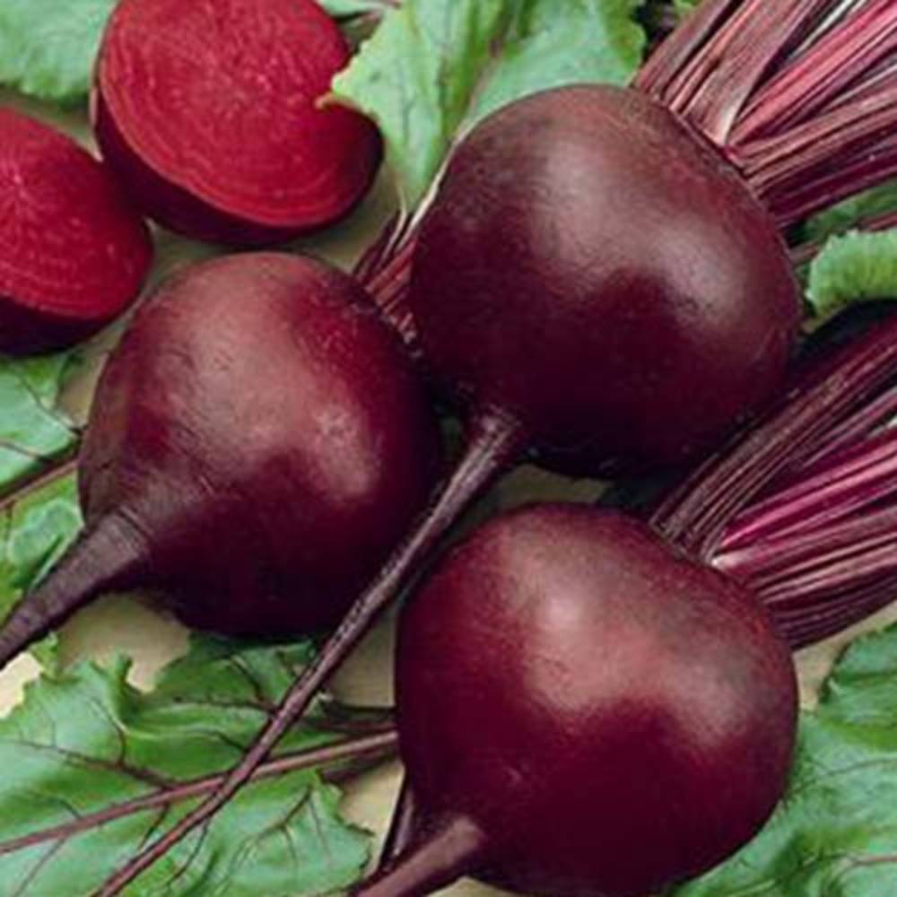 بذر چغندر لبویی قرمز
