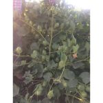 پنبه- مای- 344