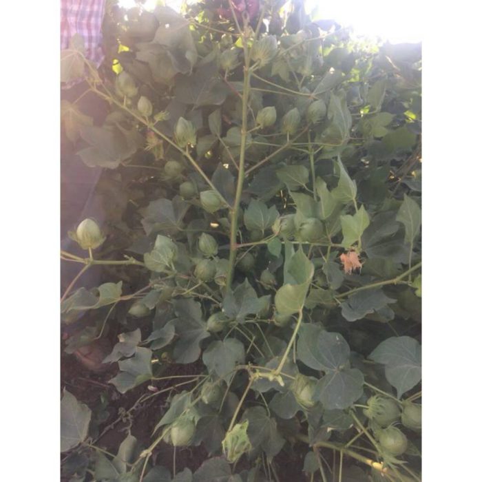 پنبه- مای- 344