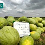 هندوانه سفید چارلستون گری اسماک