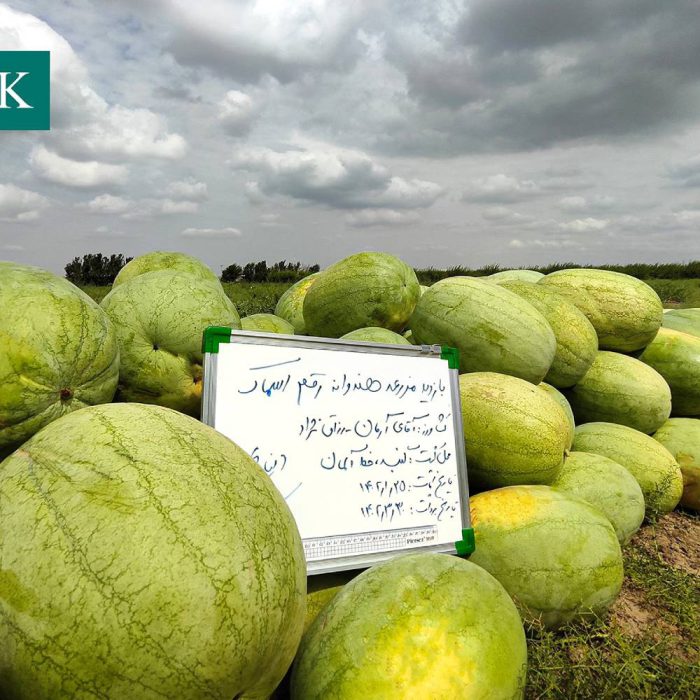 هندوانه سفید چارلستون گری اسماک