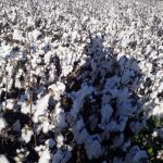 پنبه مای 344