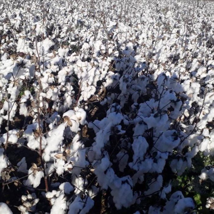 پنبه مای 344
