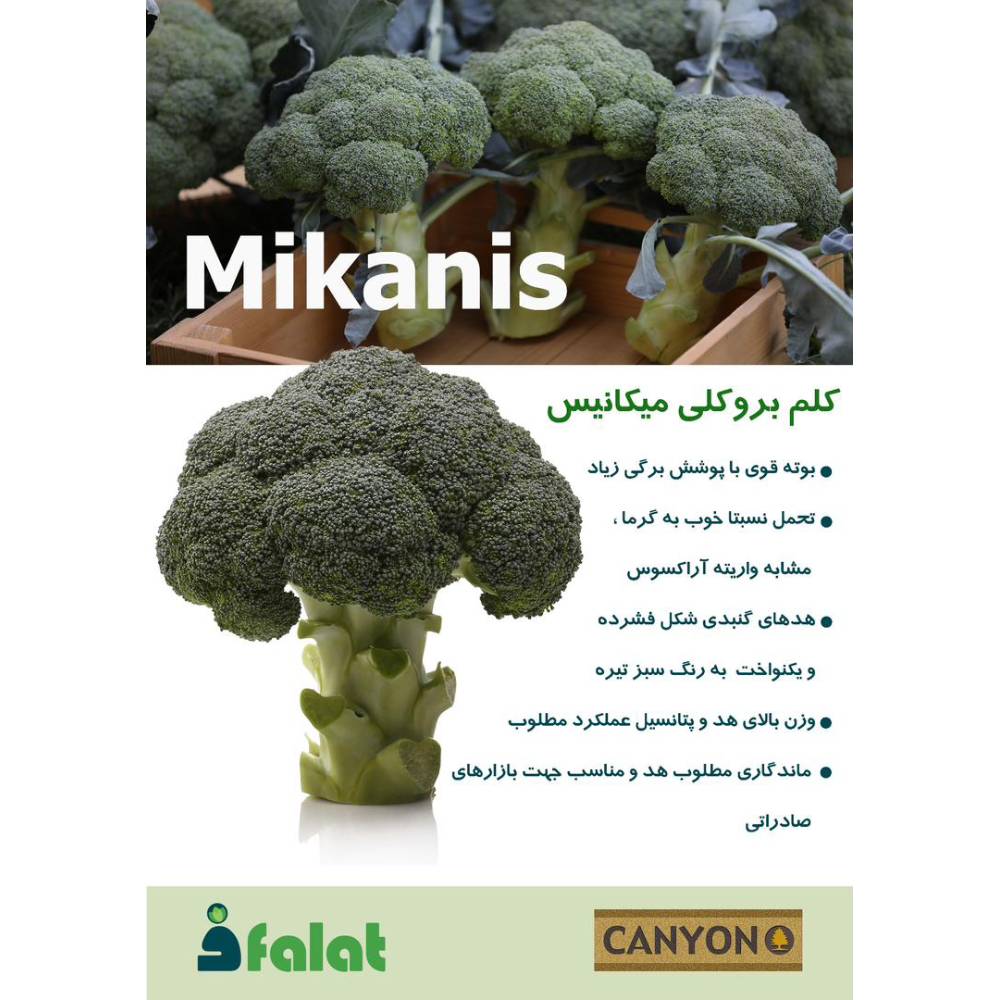 بذر کلم بروکلی میکانیس کانیون