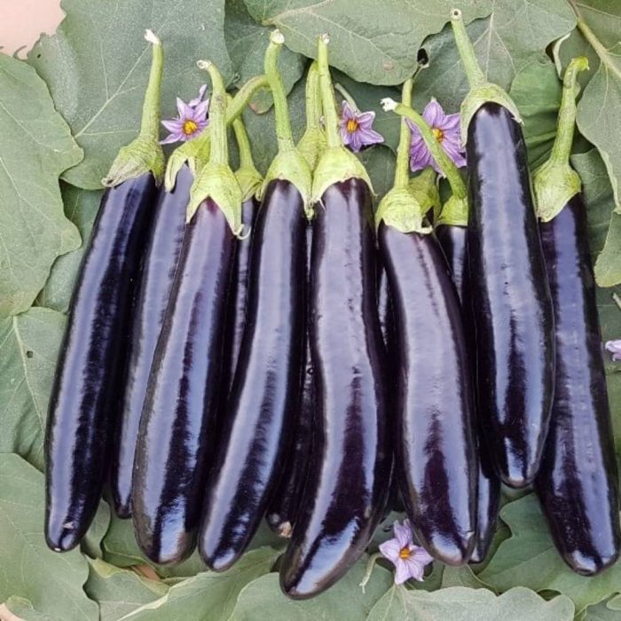 بذر بادمجان قلمی سمبرا آنتاریس