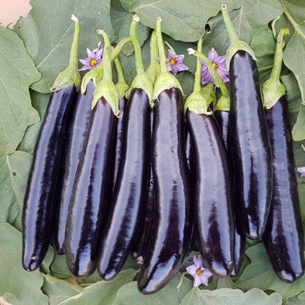 بذر بادمجان قلمی سمبرا آنتاریس