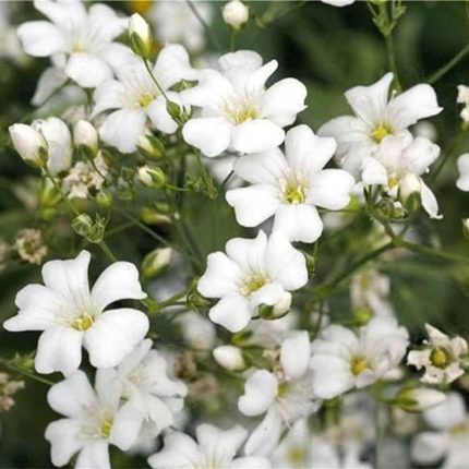 بذر گل عروس سفید ژیپسوفیلا همزادن هلند