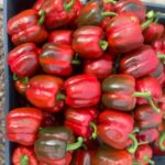 بذر فلفل قرمز گلخانه ای آیتانا کلوز