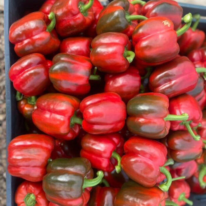 بذر فلفل قرمز گلخانه ای آیتانا کلوز