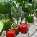 بذر فلفل قرمز گلخانه ای آیتانا کلوز