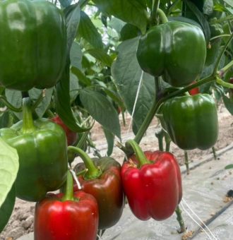 بذر فلفل قرمز گلخانه ای آیتانا کلوز