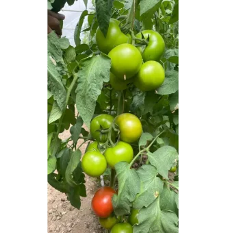 بذر گوجه گلخانه ای تورسیدا بیجو