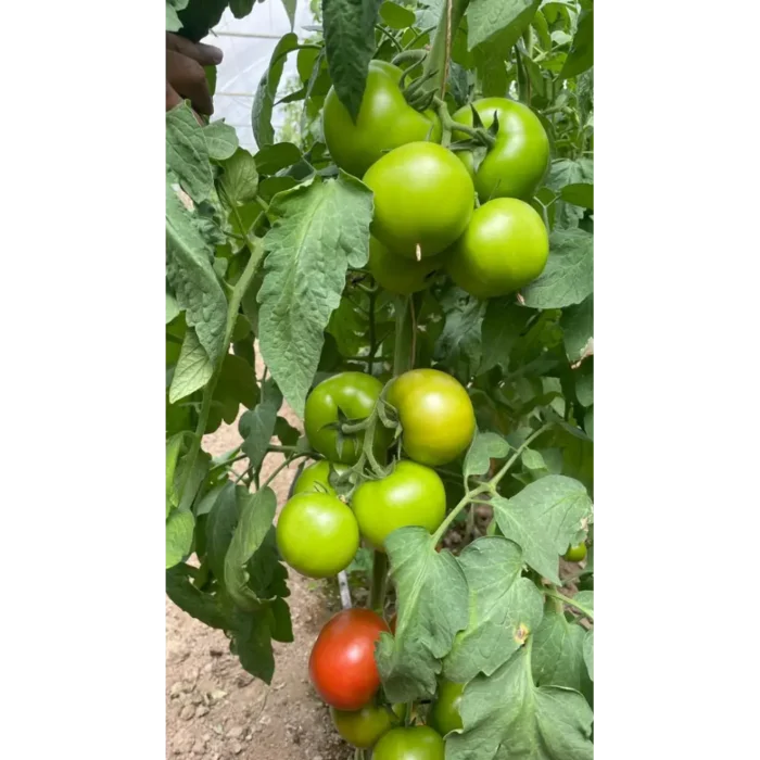 بذر گوجه گلخانه ای تورسیدا بیجو
