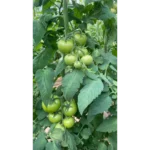 بذر گوجه گلخانه ای تورسیدا بیجو - Image 3