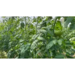 بذر گوجه گلخانه ای تورسیدا بیجو