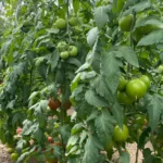 بذر گوجه گلخانه ای تورسیدا بیجو