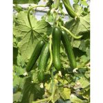 بذر خیار گلخانه ای پرگل گالاردو - Image 2
